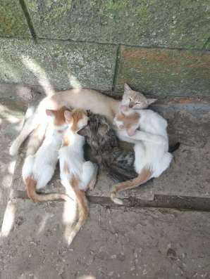 Отдам котят в хорошие руки фото 6