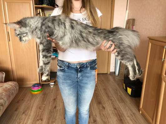 Котята и коты Мейн-кун