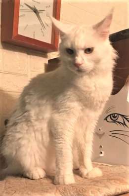 Кошка мей кун фото 3
