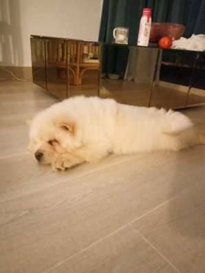 Продам чудесного щенка Chowchow