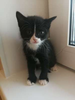Котенок в Красноярске фото 3