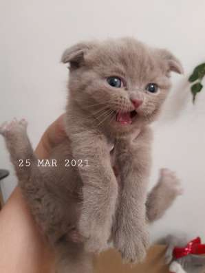 Шотландские котята в Орске фото 3