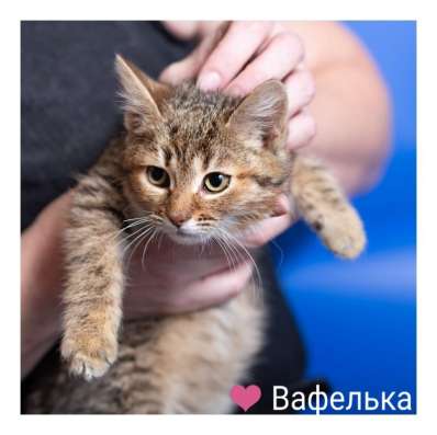 Котята в дар в Москве фото 3