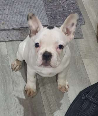 Frnzüsesche Bulldogge Welpe