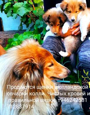Продаю колли щенят фото 3