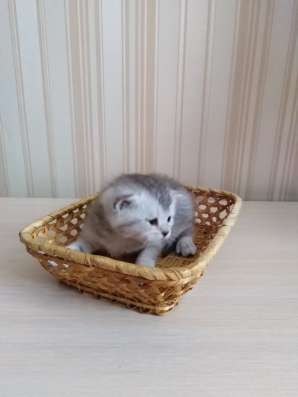 Шотландские котятки в Луховицах фото 3