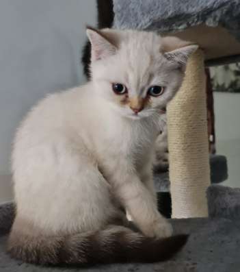 Котята шотландские страйт фото 12