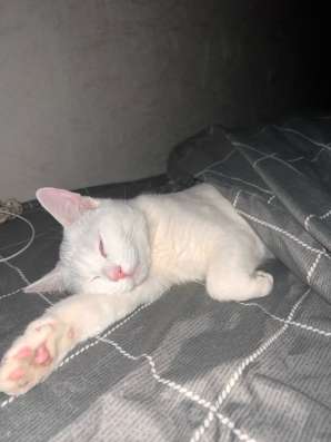 Кот в Котельниках фото 3