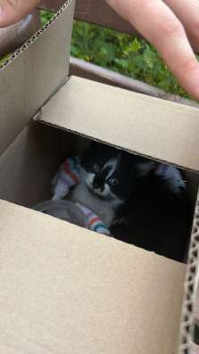 Котенок в добрые руки