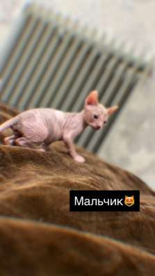 Продаются котята сфинкс