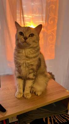 Котята от британской кошки в Туле фото 3