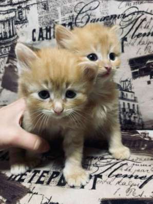 Котята в Челябинске фото 5