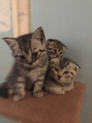 Шотландские котята в Волгограде фото 3