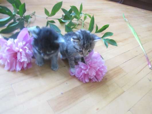 Котята ищут свои дома фото 4
