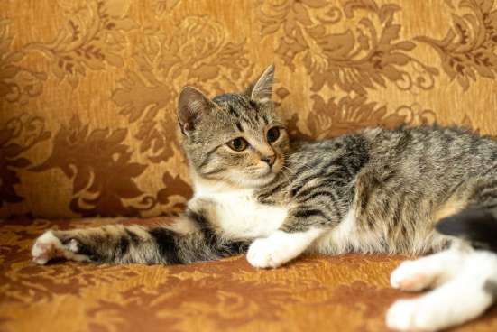 Кошечка Лизонька ищет дом! фото 3