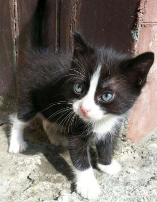 котенок