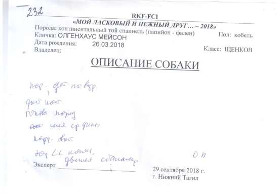 Продается щенок папийона в Краснотурьинске фото 9
