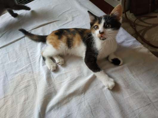 Котенок ищет заботливых хозяев! в Керчи