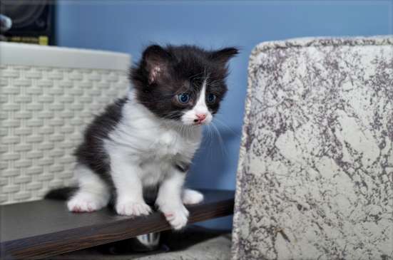 Котёнок-мальчик, 1.4 месяца в Благовещенске