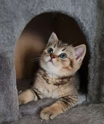 Котята шотландские страйт фото 15