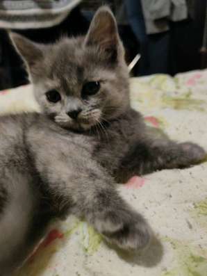 Котята шотландские в Краснодаре фото 6