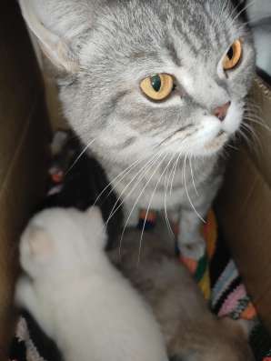 Котята британской кошечки в Томске