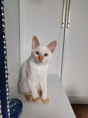 Котенок Меконгский Бобтейл