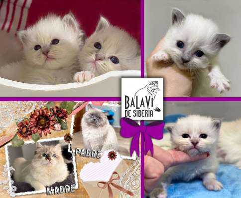 Spain cattery of Siberian cats