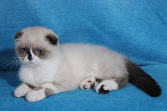 Scottish Fold фото 3