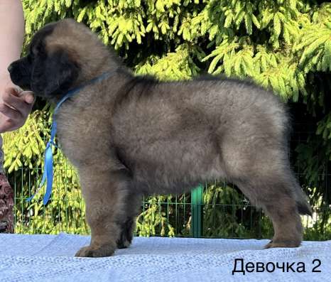 Щенки леонбергера 20.04.23 г в Домодедове фото 15