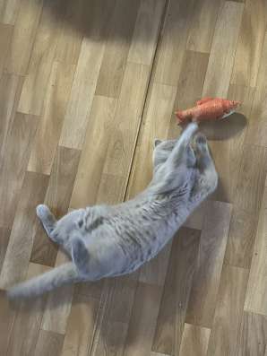 Кошка лиловая британка