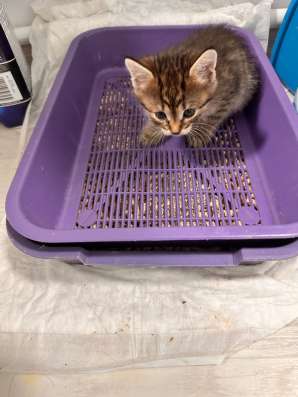 Котятки в дар в Видном