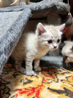Отдам котят в Новокузнецке фото 3