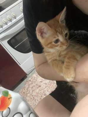Отдадим кота