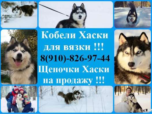 Кобели хаски черно-белые голубоглазые