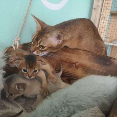 Абиссинские котята