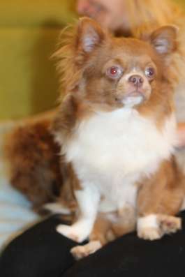 Chihuahua Boy фото 3