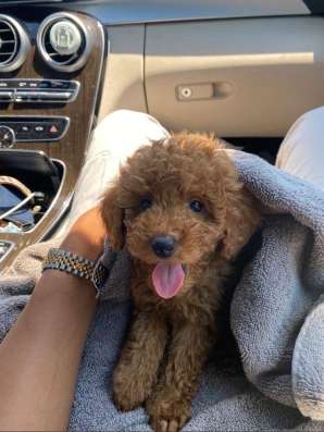 Той пудель. Мальчики и девочки. Toy poodle фото 5