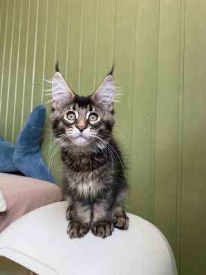 Kitten MaineCoon в Москве фото 12