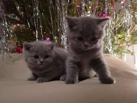 Британские котята