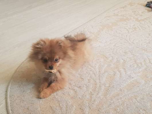 Selling puppies "Pomeranian" spitz
