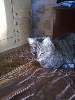 Отдам в хорошие руки кошку