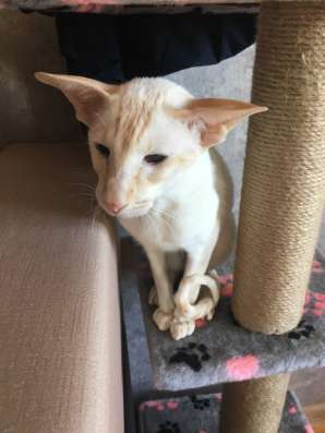 Ориентальный котик