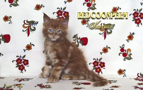 Котёнок менй кун красный солид. Шоу класс в Перми фото 5