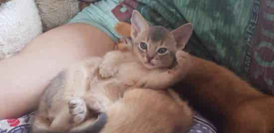 Абиссинские котята в Домодедове фото 3