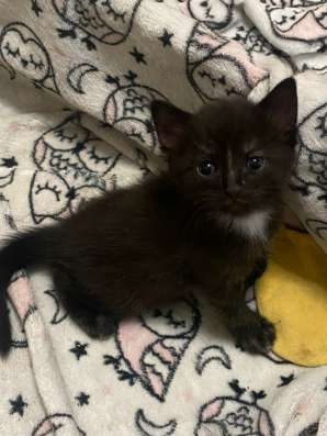 Котята ищут семью в Энгельсе