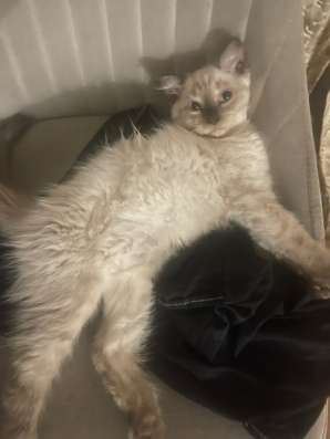 Котята в добрые руки в Махачкале
