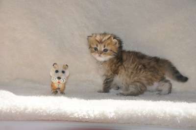Удивительные котята в Тимашевске