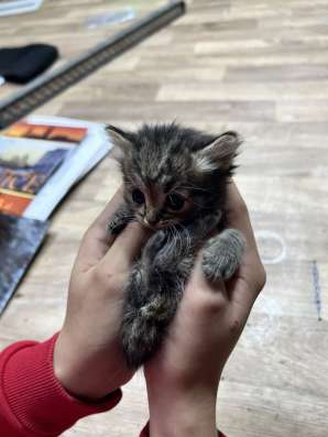 Милые котята в добрые руки! в Саратове