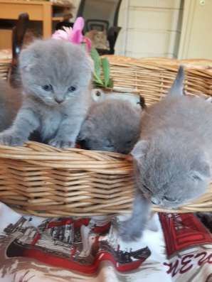 Шотландские элитные котята фото 11